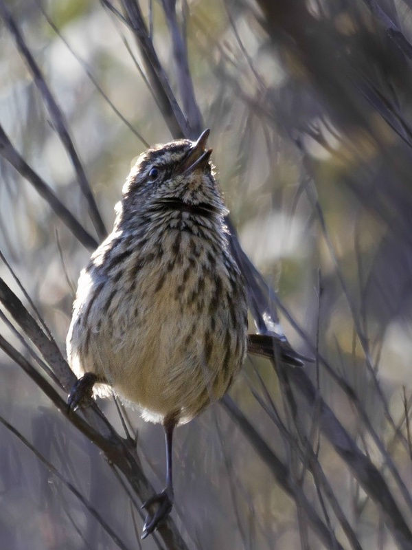 Shy Heathwren (Hylacola cauta)